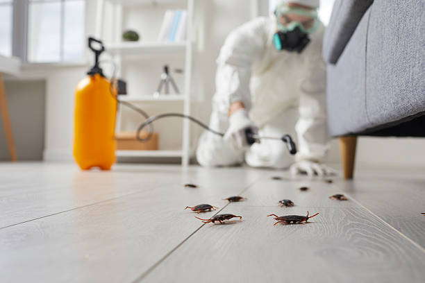 Post-Treatment Bed Bug Interceptor Monitoring in Picnic Point